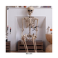 Seasonal - Halloween - Skeleton Decor (Pre-Order)